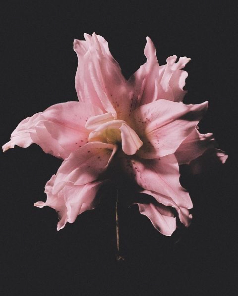 Flor rosa sobre fondo negro