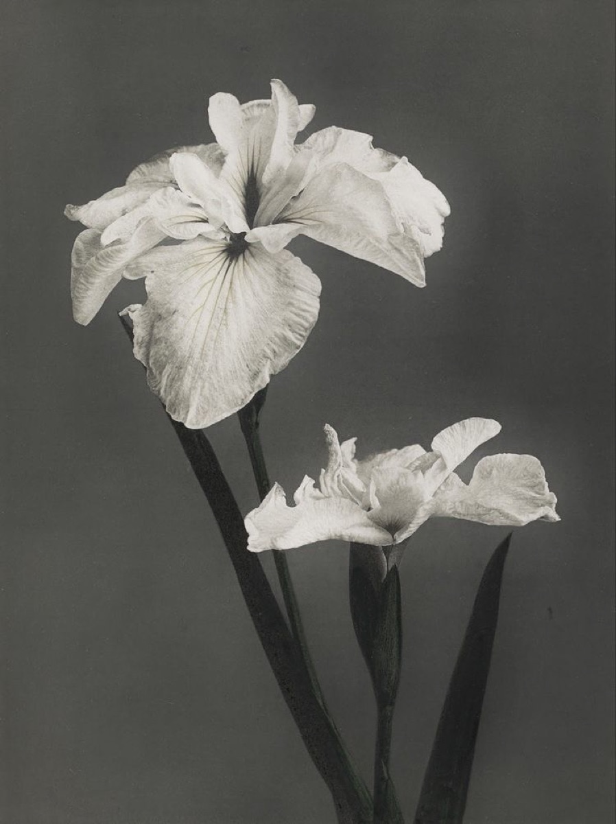 Dos flores de iris blancas en blanco y negro