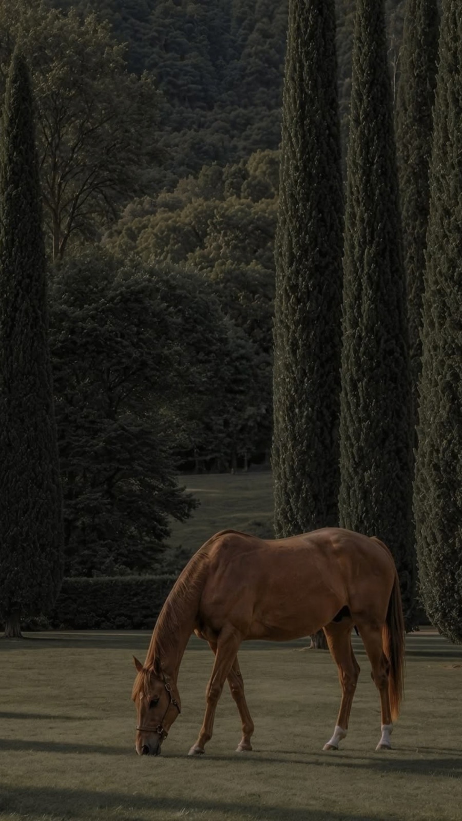 Caballo pastando entre cipreses